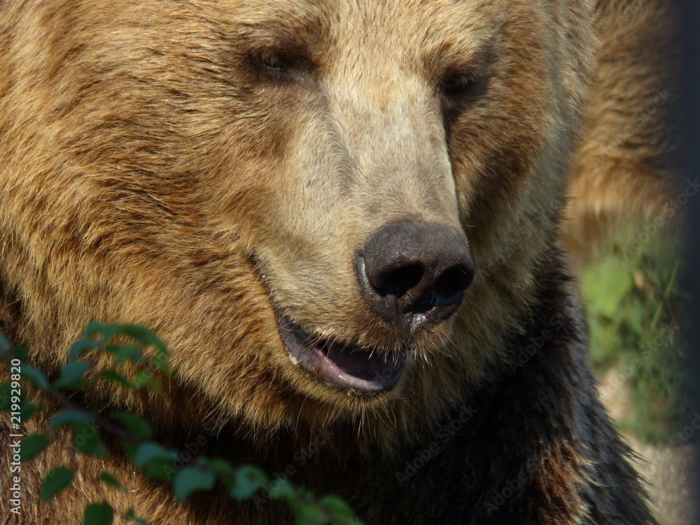 Obraz premium Мои любимые животные