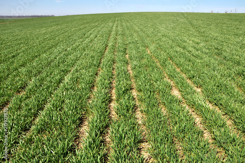 Spring wheat crops