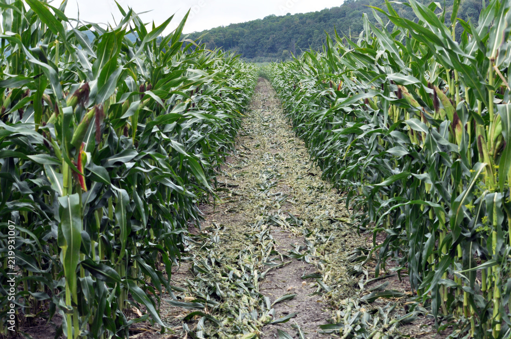 Fototapeta premium Corn after removing panicles on the maternal line