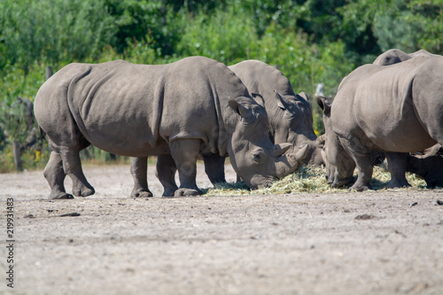 Group of big adult African black rhinoceros eating grass in safari park