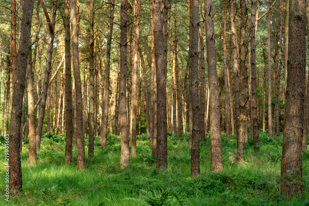 Kempen forest in Brabant, Netherlands, healthy walking in sunny day in pine forest with green grass Kempen forest in Brabant, Netherlands, healthy walking in sunny day in pine forest with green grass