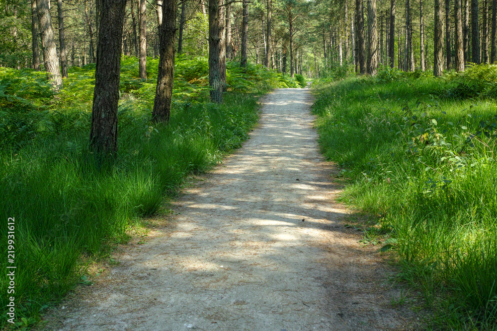 Kempen forest in Brabant, Netherlands, healthy walking in sunny day in pine forest with green grass Kempen forest in Brabant, Netherlands, healthy walking in sunny day in pine forest with green grass