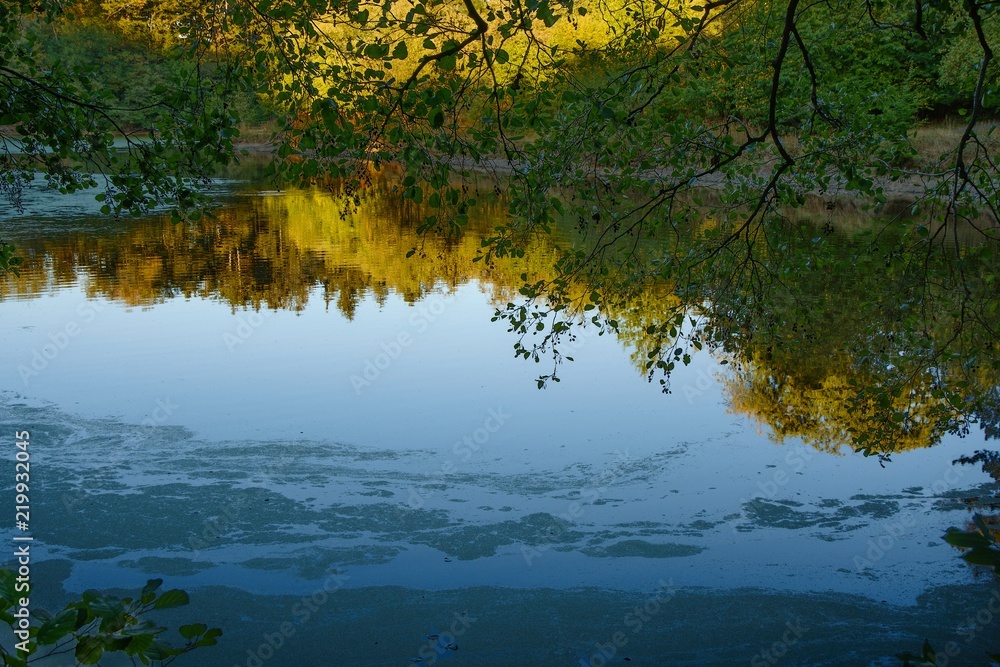 Fototapeta premium Early evening at the pond