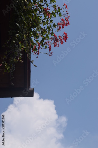 Blick von unten auf strahlend blauen Himmel, rote Geranien und weiße Wolke photo