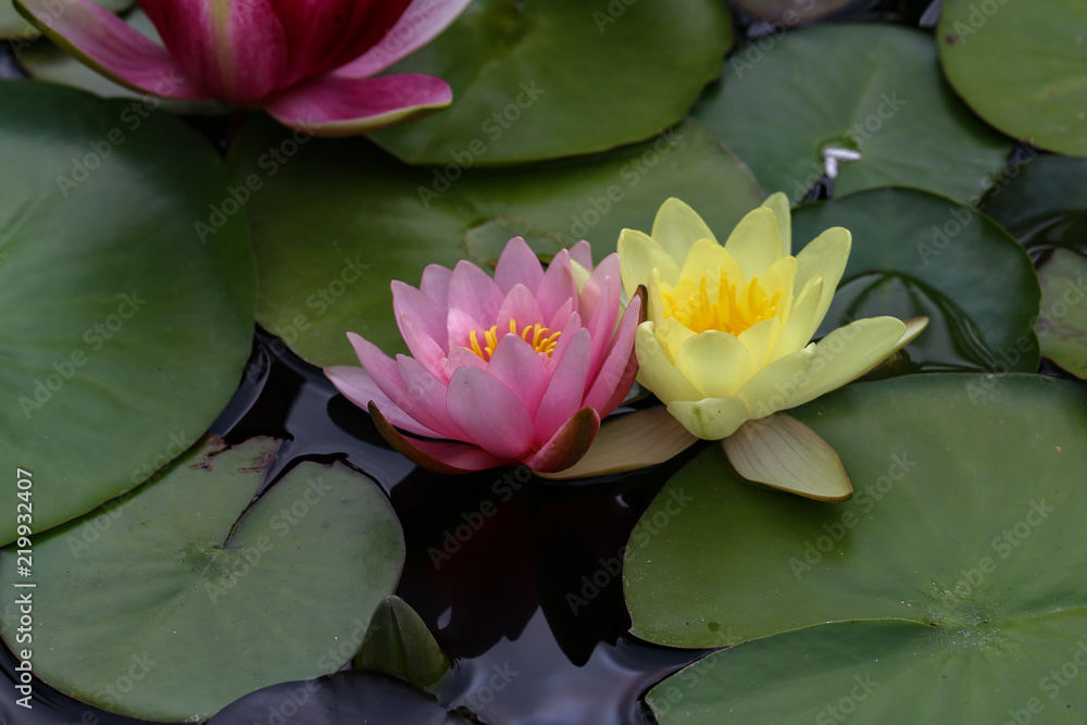 Leaves of the water lily swim in the pond / water lilies