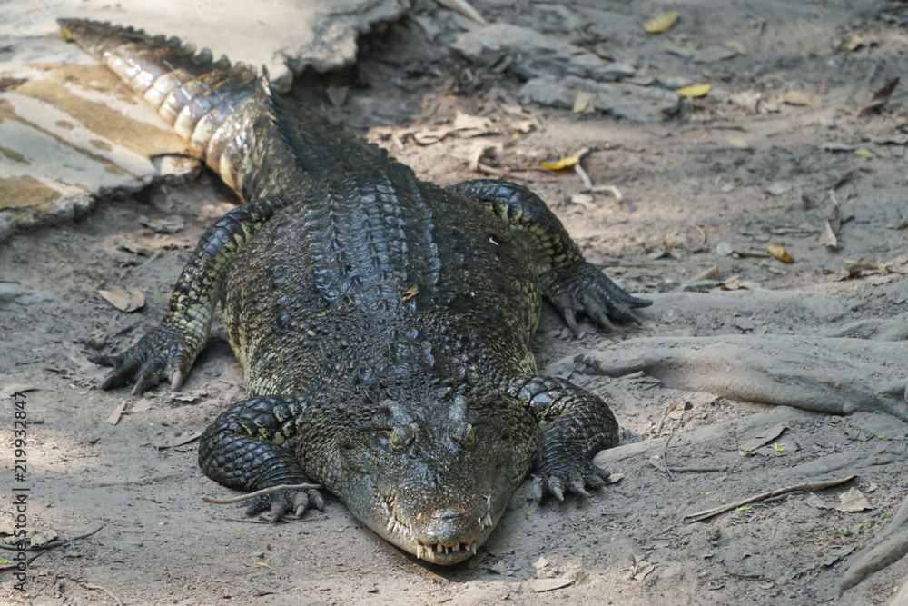 Obraz premium saltwater crocodile