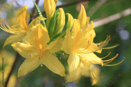 Azalea the Pontic. Yellow flowers. Rhododendron luteum