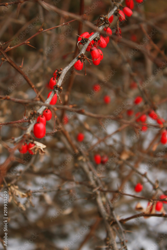 barberry, red berries on a prickly dry brown branch barberry, red berries on a prickly dry brown branch