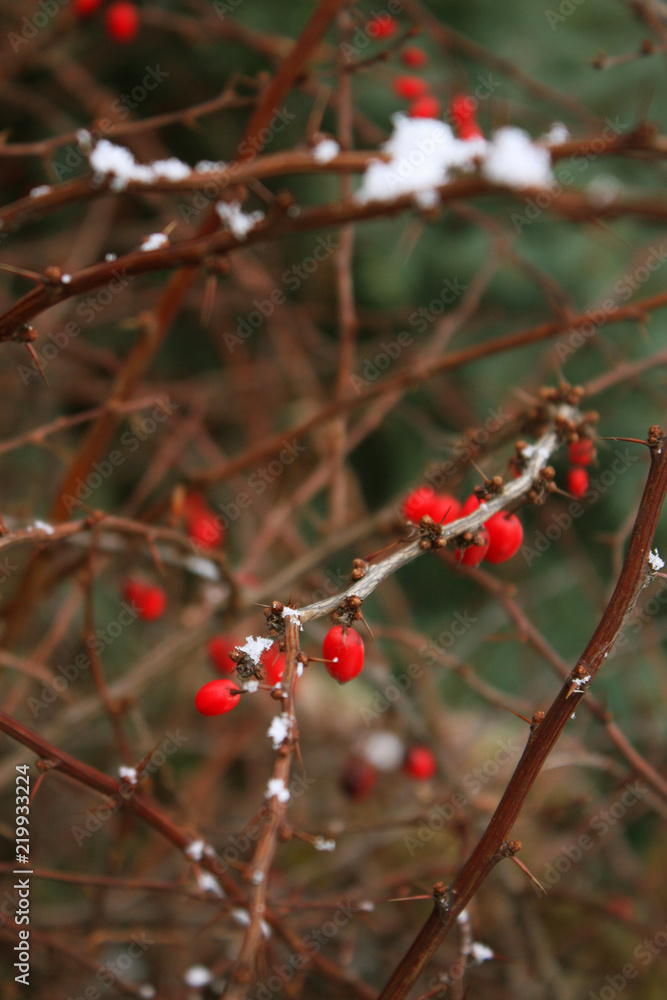 barberry, red berries on a prickly dry brown branch barberry, red berries on a prickly dry brown branch