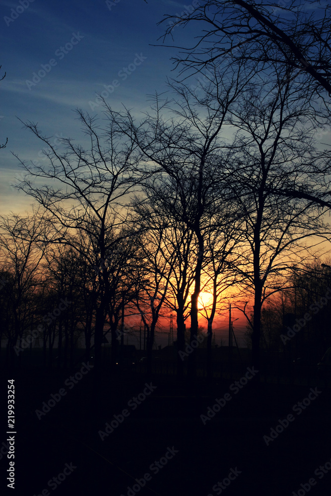 trees without leaves on sunset background