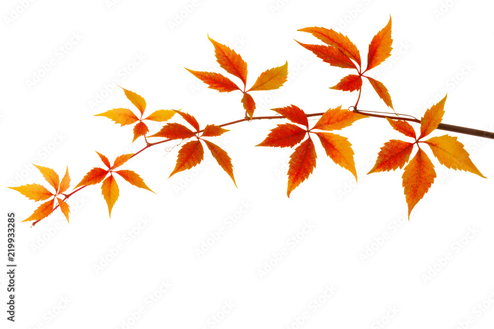 Branch of colorful autumn leaves isolated on a white background. Virginia creeper. Branch of colorful autumn leaves isolated on a white background. Virginia creeper.