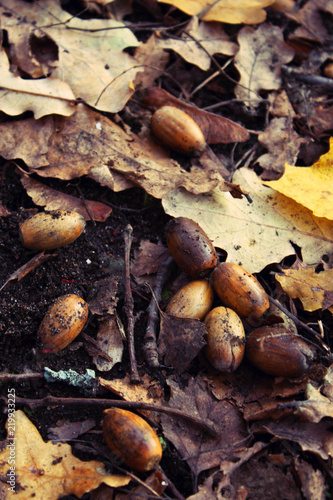 acorns and yellow leaves, brown leaves, on the ground