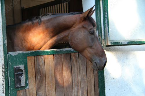 Fototapeta Naklejka Na Ścianę i Meble -  A beautiful brown horse is looking outside the barn.