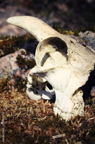 kull of an animal against the background of stones and moss © selarien