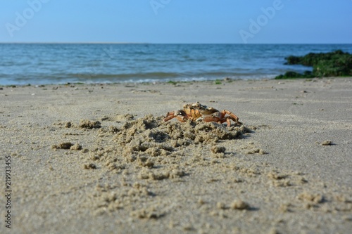 Krabbe im Sand  am Strand vor Welle mit blauem Himmel