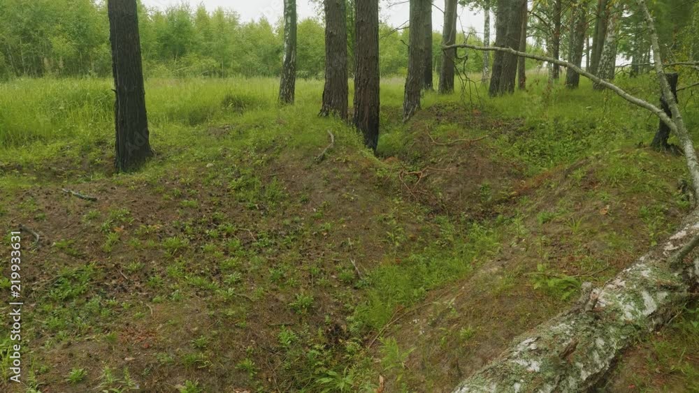 German trenches covered with green grass and trees in Russian forest after more than 70 years after world war second