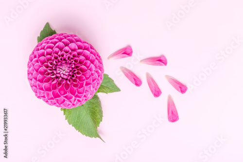 Fototapeta Naklejka Na Ścianę i Meble -  Dahlia ball-barbarry and petals with green leaves - top view on pink bright summer flower