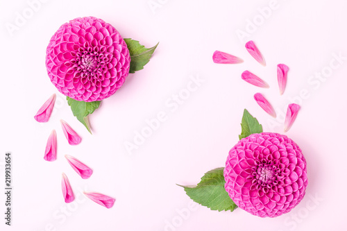 Fototapeta Naklejka Na Ścianę i Meble -  Dahlia ball-barbarry and petals with green leaves - top view on pink bright summer flower