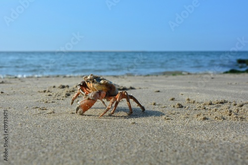 Gro  e Strandkrabbe im Sand an der Nordseek  ste mit blauem Himmel