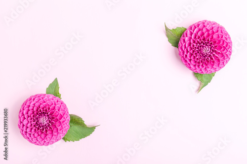 Fototapeta Naklejka Na Ścianę i Meble -  Dahlia ball-barbarry with green leaves - top view on pink bright summer flower