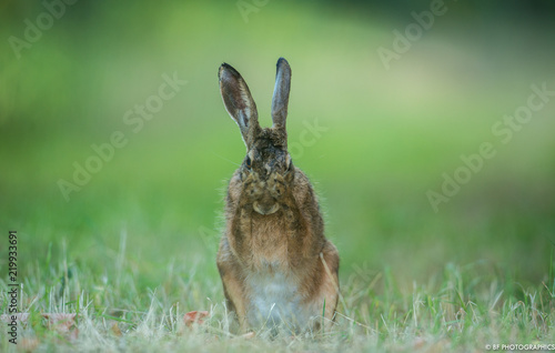 Hase versteckt sich