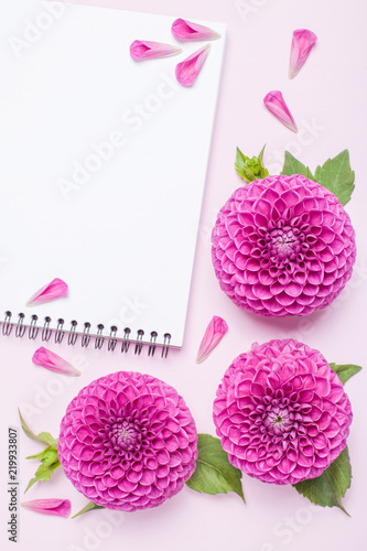 Fototapeta Naklejka Na Ścianę i Meble -  Dahlia ball-barbarry flowers and petals with green leaves and buds.