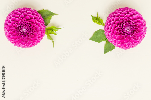 Fototapeta Naklejka Na Ścianę i Meble -  Dahlia ball-barbarry flowers with green leaves and buds.