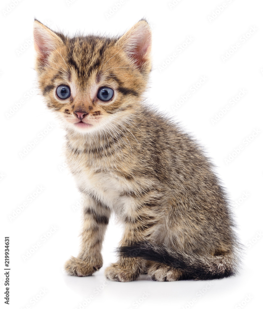 Kitten on white background. Kitten on white background.