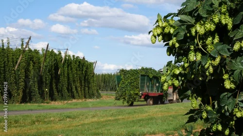 Tractor Carrying Hops to Harvester in Steknik Village. Czech Republic. photo