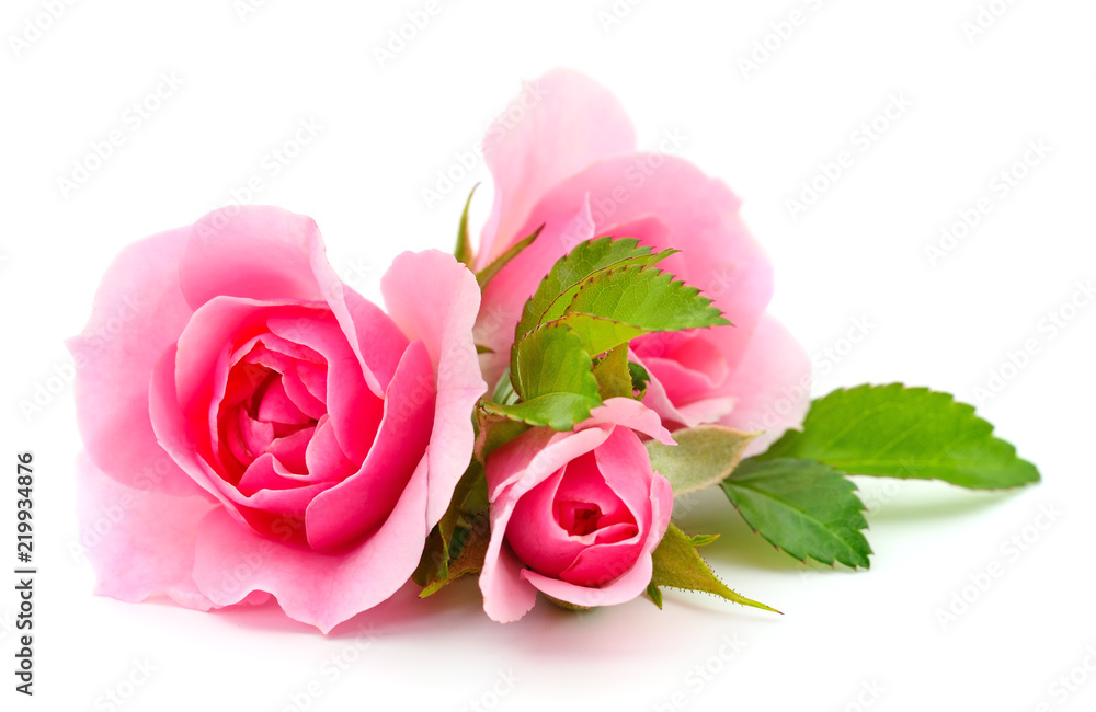 Fototapeta Piękne różowe róże.