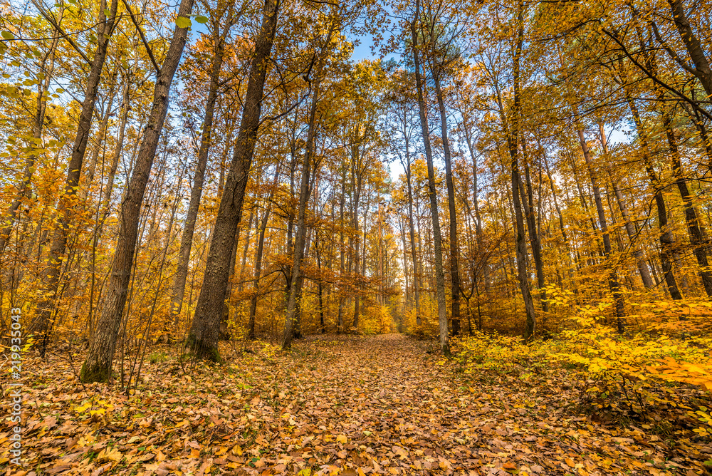 Landscape of autumn park, path with fallen leaves, yellow scenery, outdoors