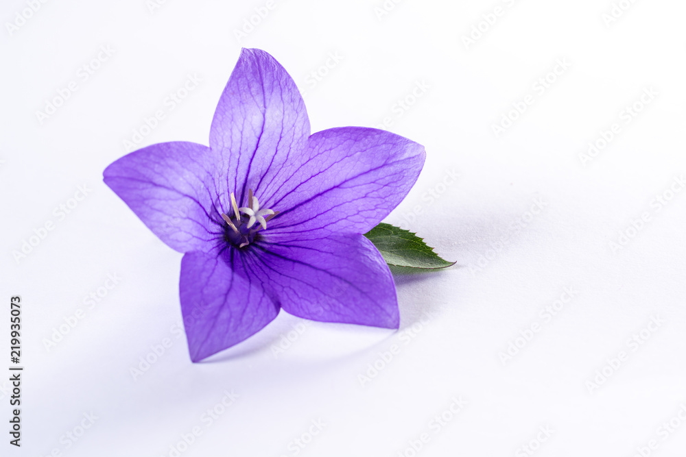 Elegant small boutonniere from purple balloon flower, fresh cut flower decoration isolated close up Elegant small boutonniere from purple balloon flower, fresh cut flower decoration isolated close up