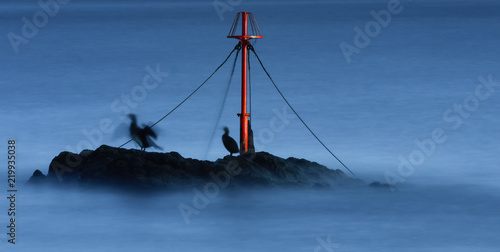 Seabirds, Looe, Cornwall photo