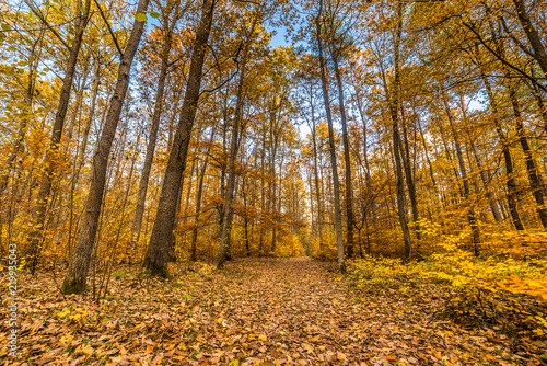 Landscape of autumn park  path with fallen leaves  yellow scenery  outdoors