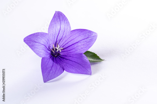 Elegant small boutonniere from purple balloon flower  fresh cut flower decoration isolated close up
