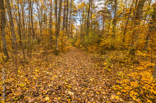 Fallen leaves on path, nature in autumn park, landscape in october