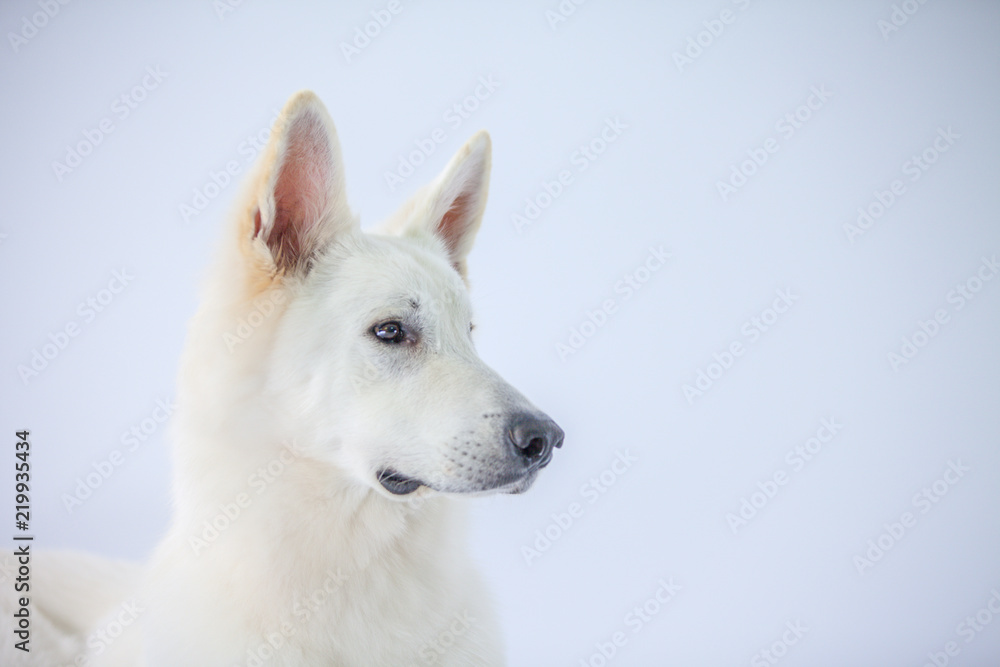 A white dog is acting very serious.