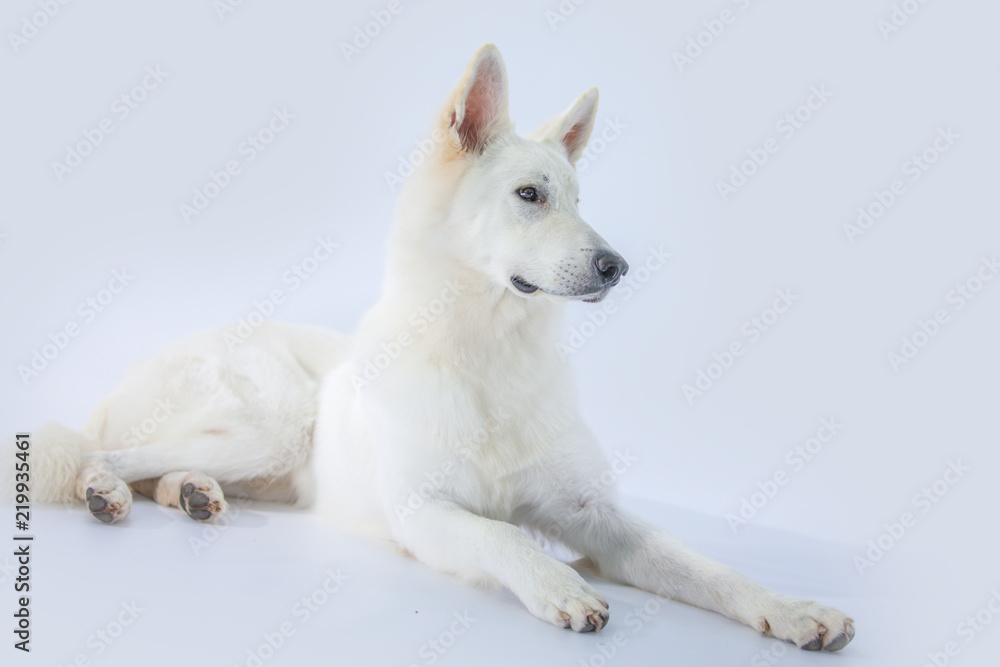 We can see a big white dog sitting down in a studio.