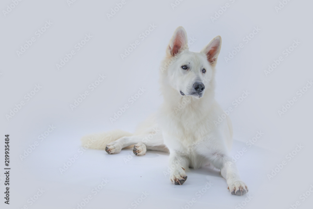 A white dog is posing in front of a camera