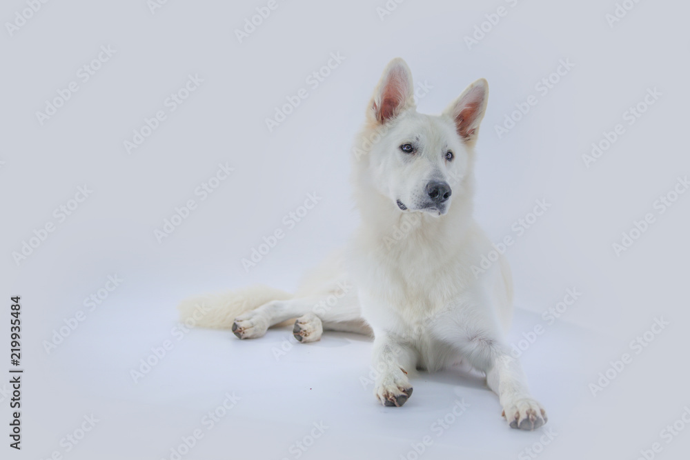 A white dog is posing in front of a camera A white dog is posing in front of a camera