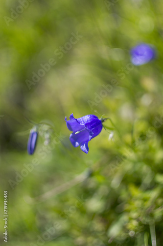 perce neige photo