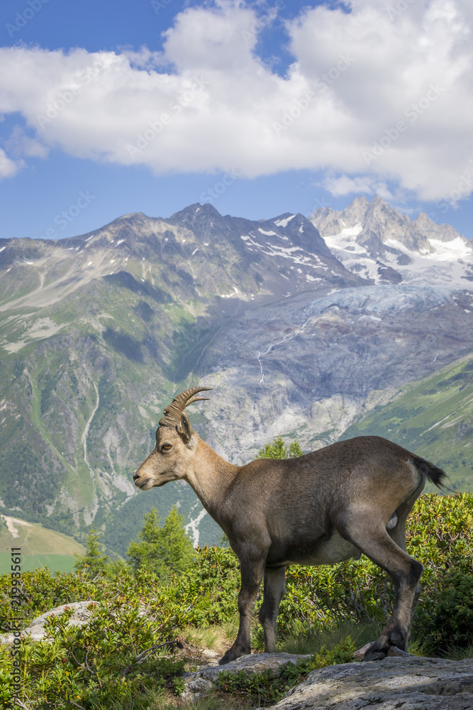 Chamois en face du Mont Blanc