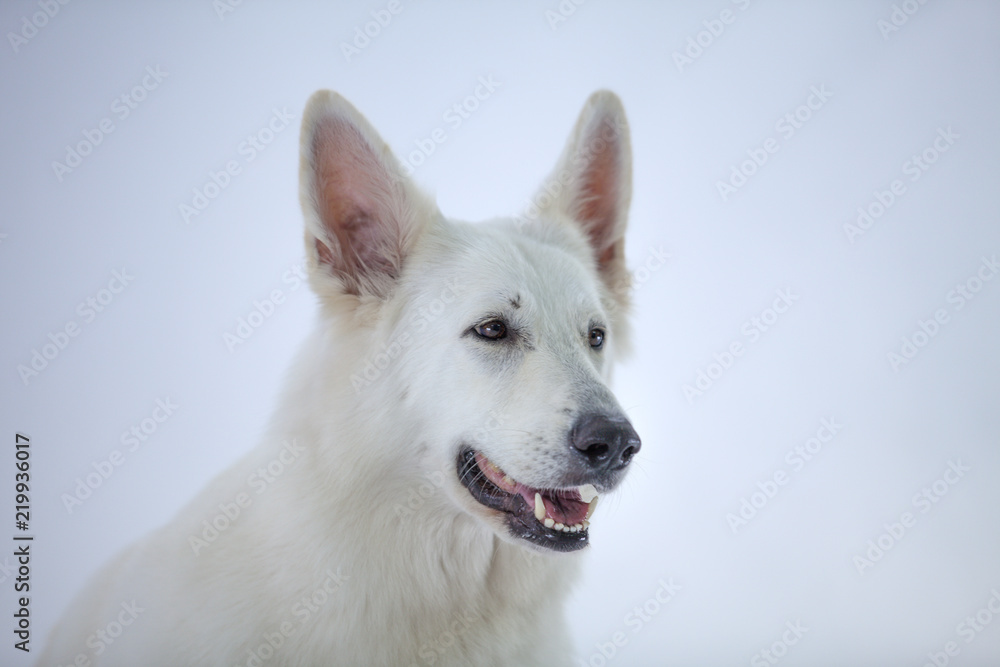 A big white dog's mouth is wide open and he is staring at something.