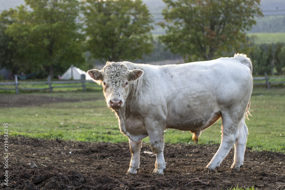 Charolais Bull Charolais Bull