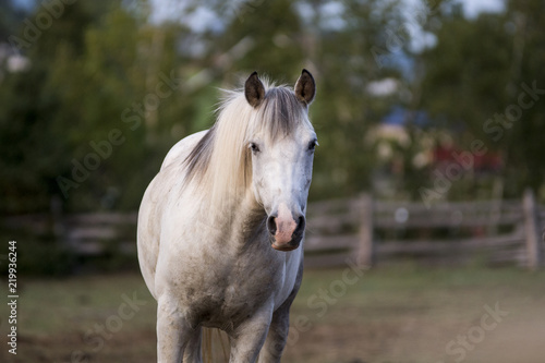 Paint Horse in Field