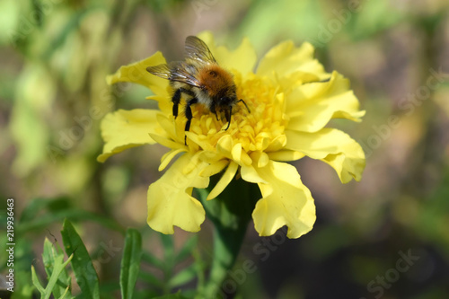  Bumblebee on yellow tagetes flower