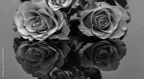Beautiful Roses. Black And White Photo 1