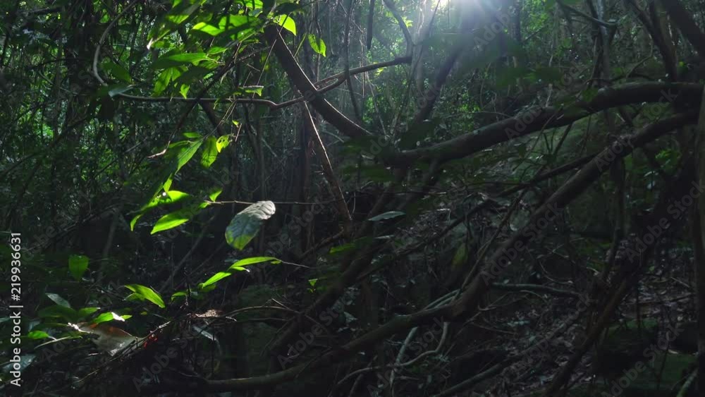 Panorama of mysterious tropical forest illuminated by sunlight breaking through dense thicket. Jungle lit by sun shining through interwoven branches of exotic trees. Luxuriant vegetation in tropics. Panorama of mysterious tropical forest illuminated by sunlight breaking through dense thicket. Jungle lit by sun shining through interwoven branches of exotic trees. Luxuriant vegetation in tropics.