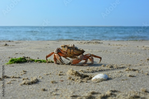 Krabbe am Sandstrand mit Muschel und Algen vor Welle mit blauem Himmel