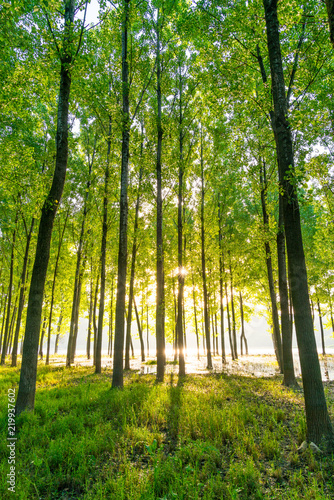 The beauty of Bali s morning light through the trees